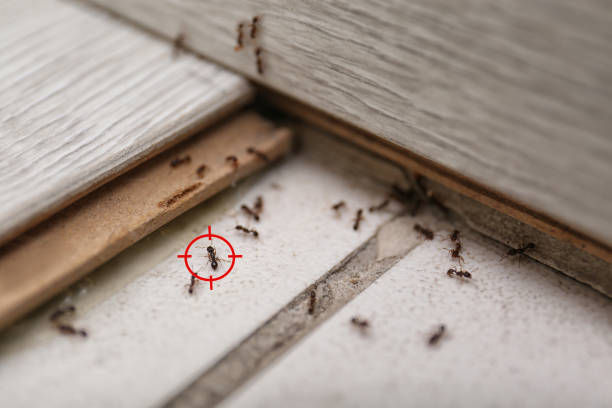 Best Pest Prevention Services  in Adrian, MN